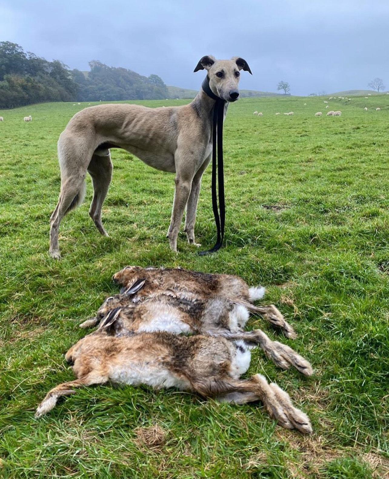 The Saluki: An Ancient Hunting Dog with Timeless Skill