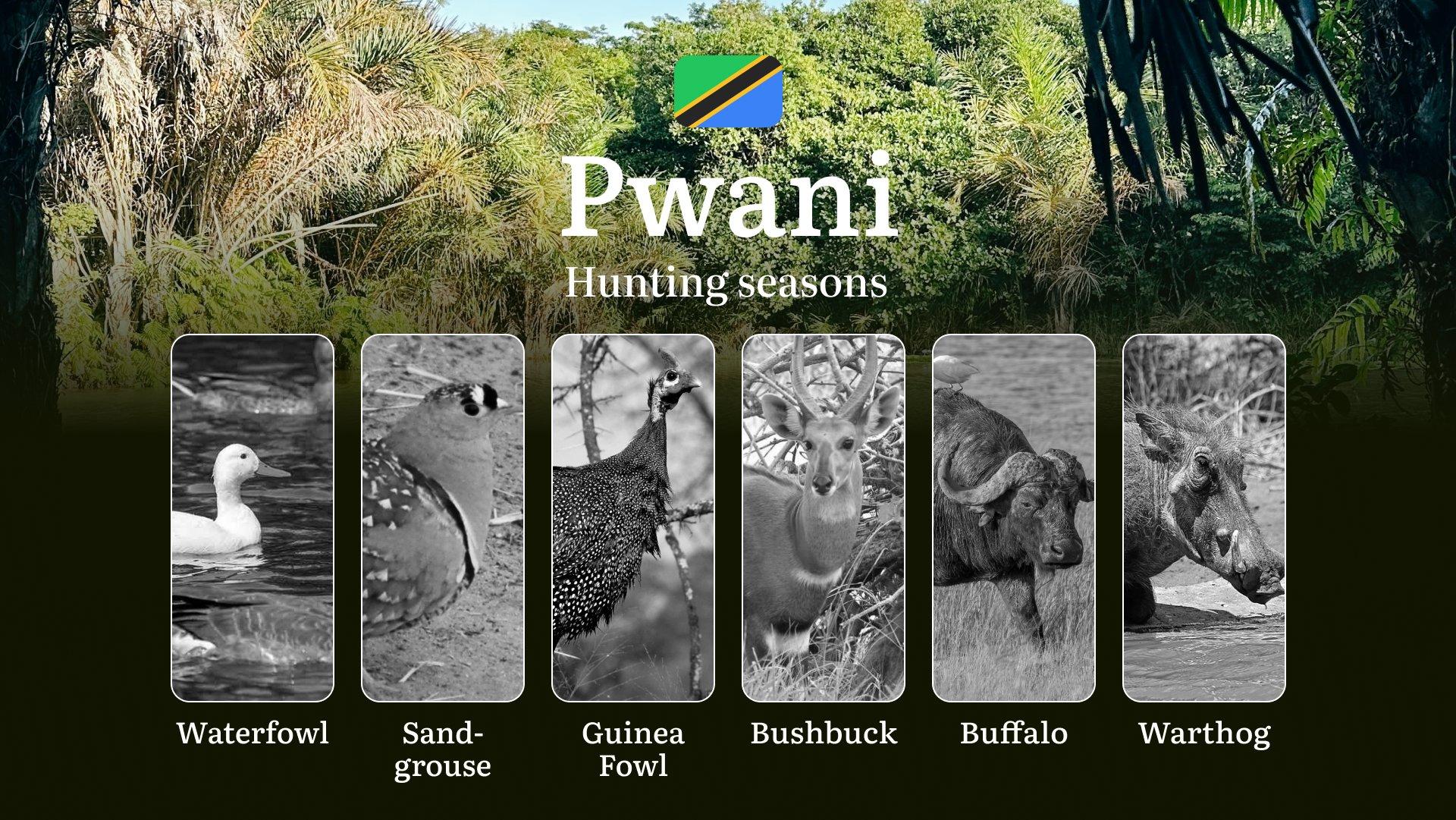 Pwani: Official Hunting Dates, Regulatory Limits and Seasonal Prohibitions, Licensing Rules, Fines and Legal Penalties for Non-Compliance, Strategic Preparation, Timing, Equipment