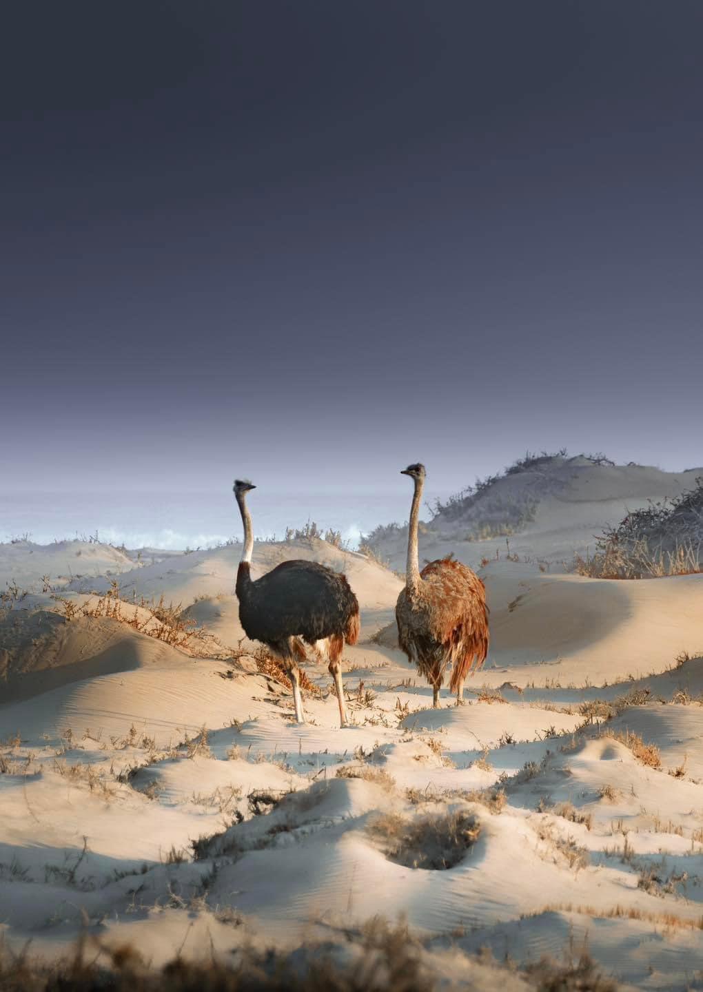Skeleton Coast Namibia 
