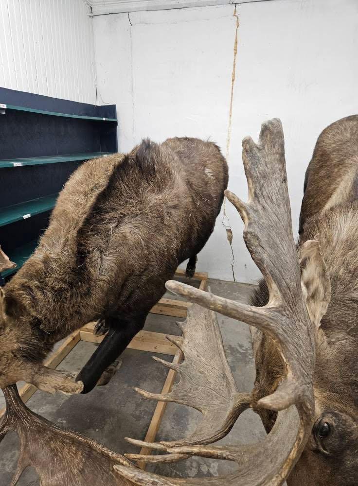 Full moose charging (repro antlers) 3️⃣5️⃣0️⃣0️⃣