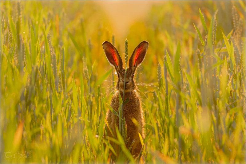 Splitting Hares