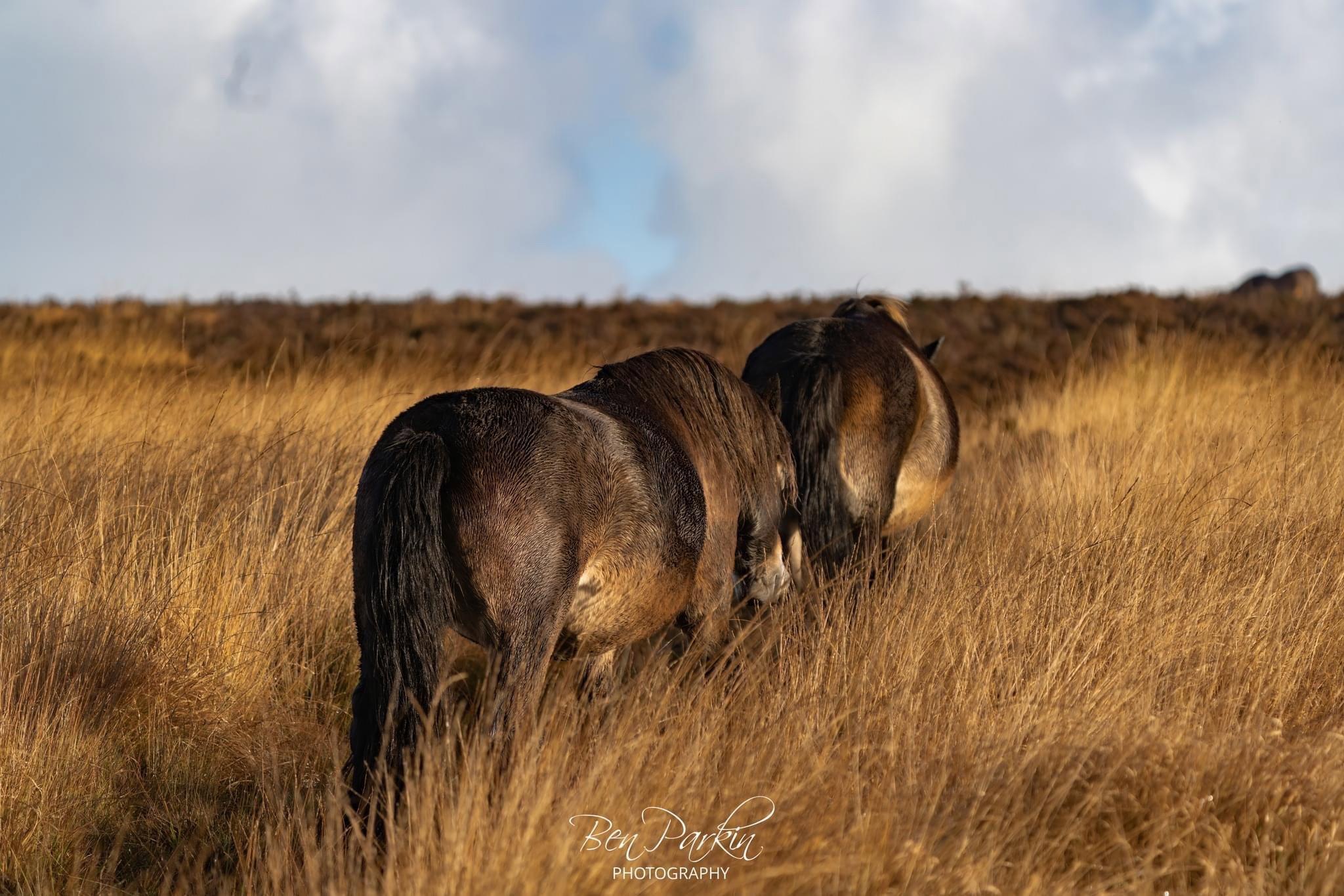 Stags, Ponies, Raptors – what an amazing day we’ve had!
