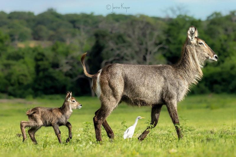 A waterbuck and her calf.