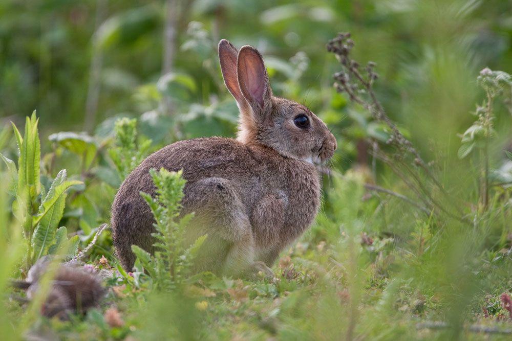 After deer season closes, rabbit hunting offers up an exciting pastime in the winter months.