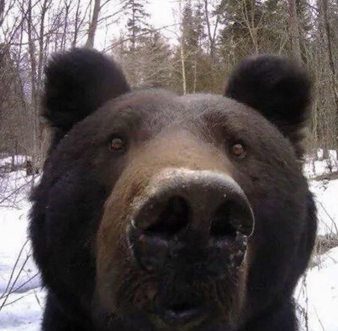 Na internetu su objavljeni selfiji medvjeda snimljeni kamerom.