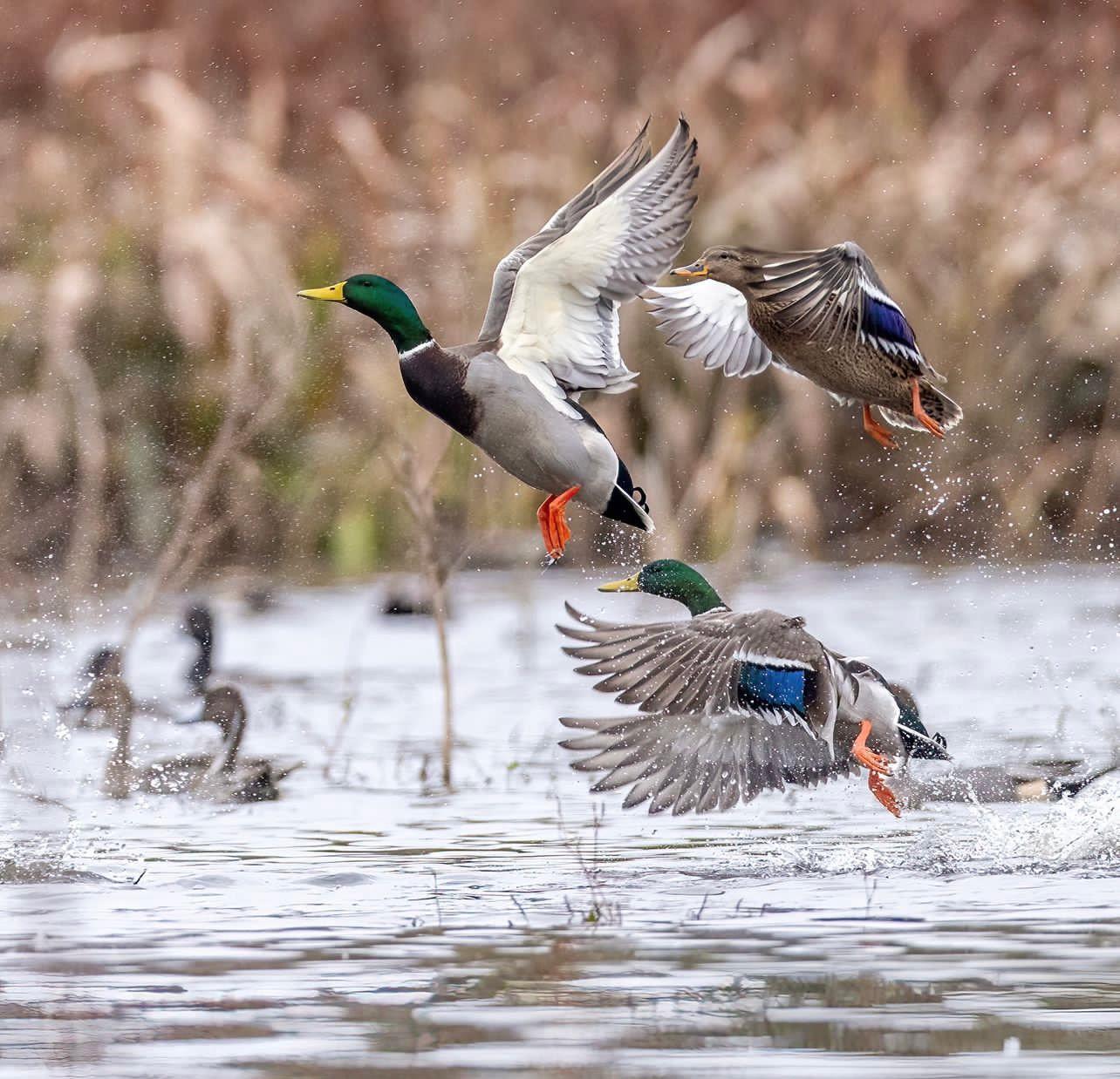 Duck Hunting Methods in Morocco: Field-Proven Techniques, Regional Strategies & Dog Work 🦆