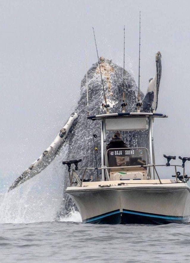 A humpback whale breaching the seas of California's Monterey Bay, right near to a fishing boat.