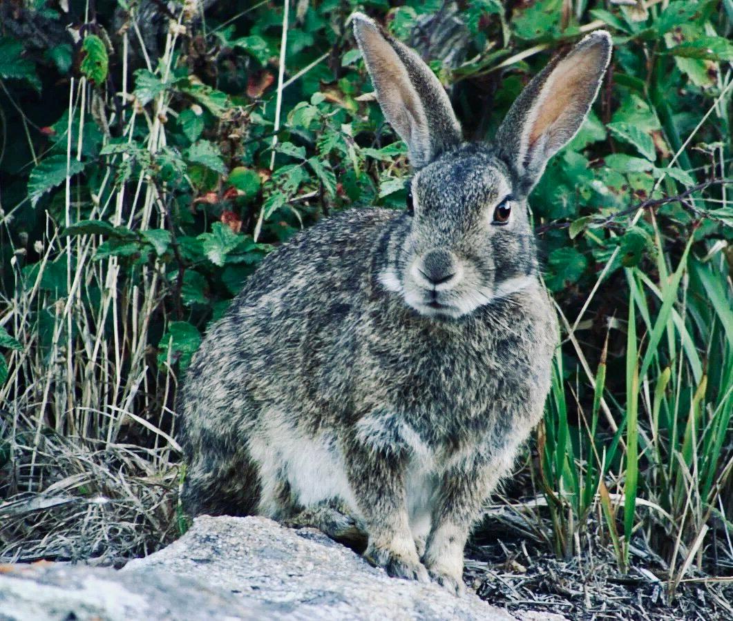 КРОЛИК ДИКИЙ: описание, охота на дикого кролика, повадки, методы, трофеи и правила, фото.