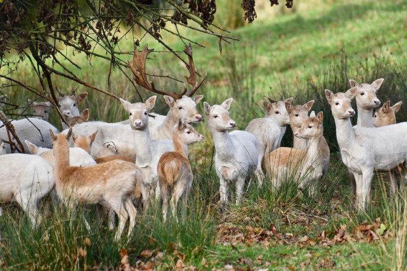A County Tyrone White Fallow Buck guarding his harem