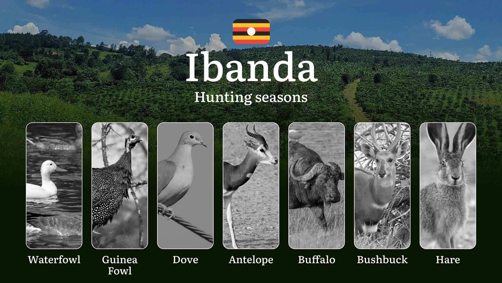Ibanda: Designated Hunting Periods, Legal Limits and Seasonal Restrictions, Licensing Rules, Penalties for Violations, Planning, Timing, and Gear