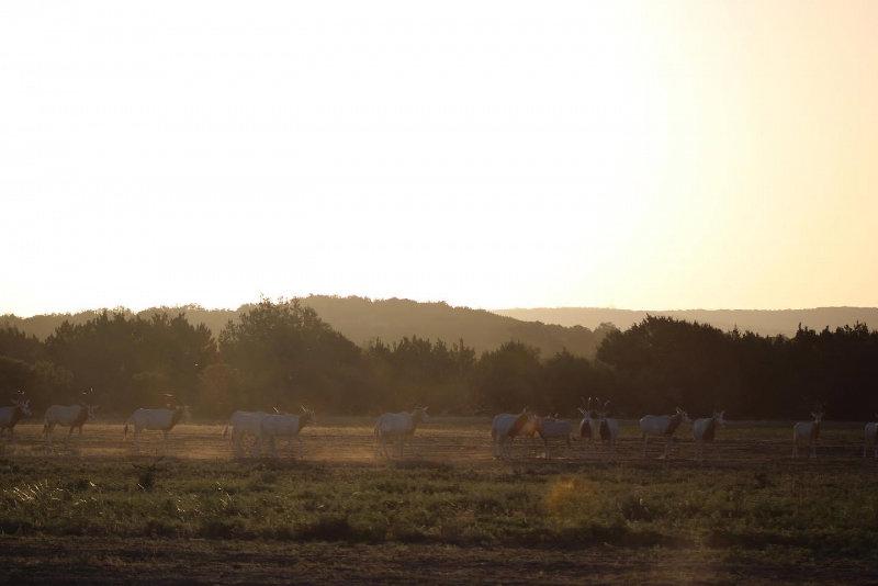 Our Scimitar-horned Oryx herds are thriving even with this heat intensive summer.