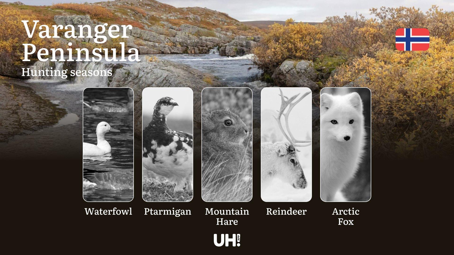 Varanger Peninsula: Hunting Seasons and Timing, Regulations and Licensing, Required Documents and Procedures, Tips for Hunters