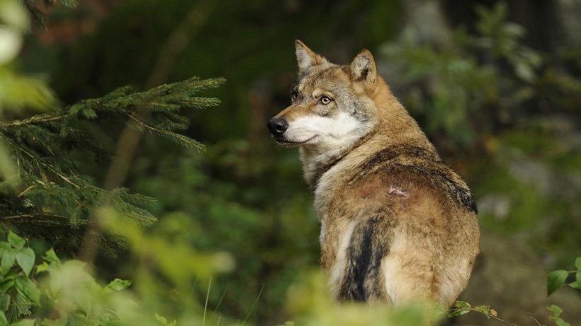Two Idaho wolves kill 143 sheep in freak "pile up"