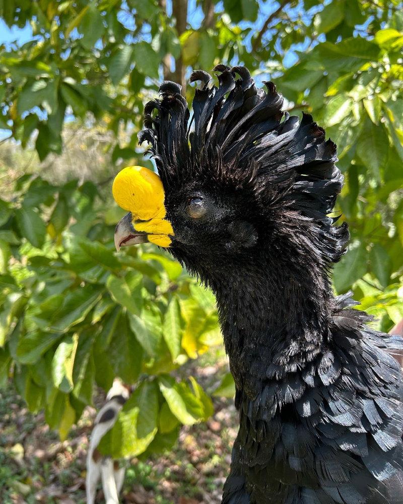 The Great Curassow found in the jungle on the Yucatán Peninsula of Mexico!