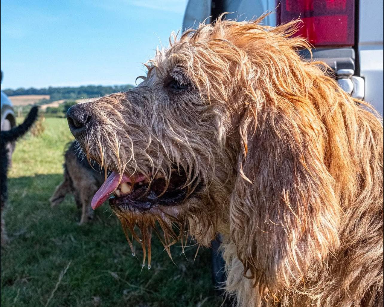 The Otterhound: A Hunter's Companion With a Nose for Adventure
