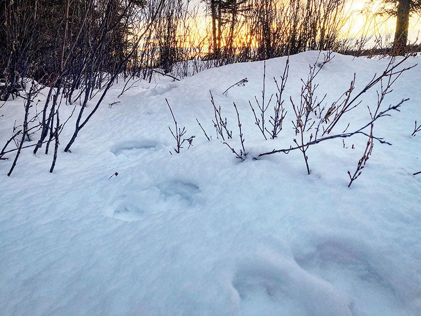 Hunting the Snowshoe Hare
