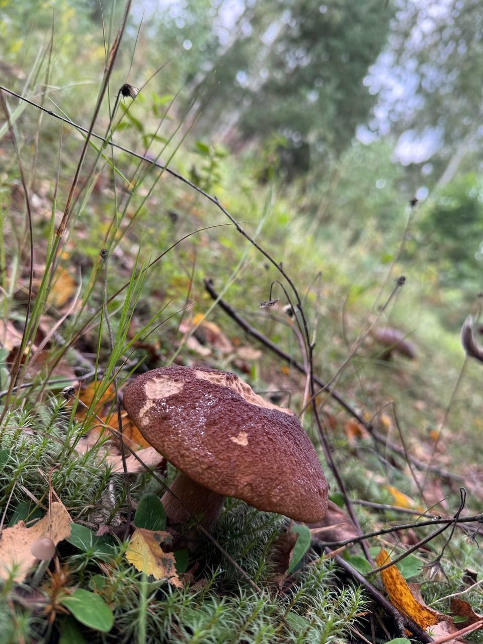 🍄Jučer je Sergej Gribov nastavio svoj tihi lov.