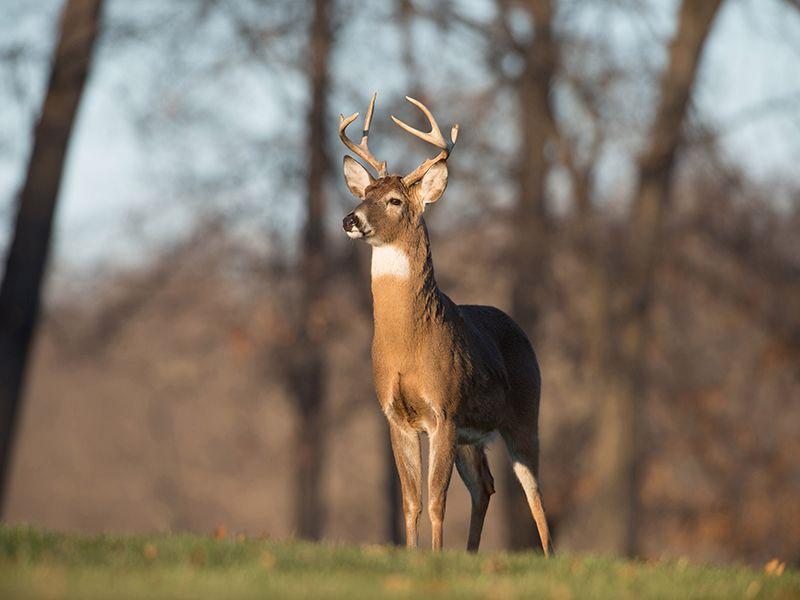 A deer may have passed COVID-19 to a person, study suggests