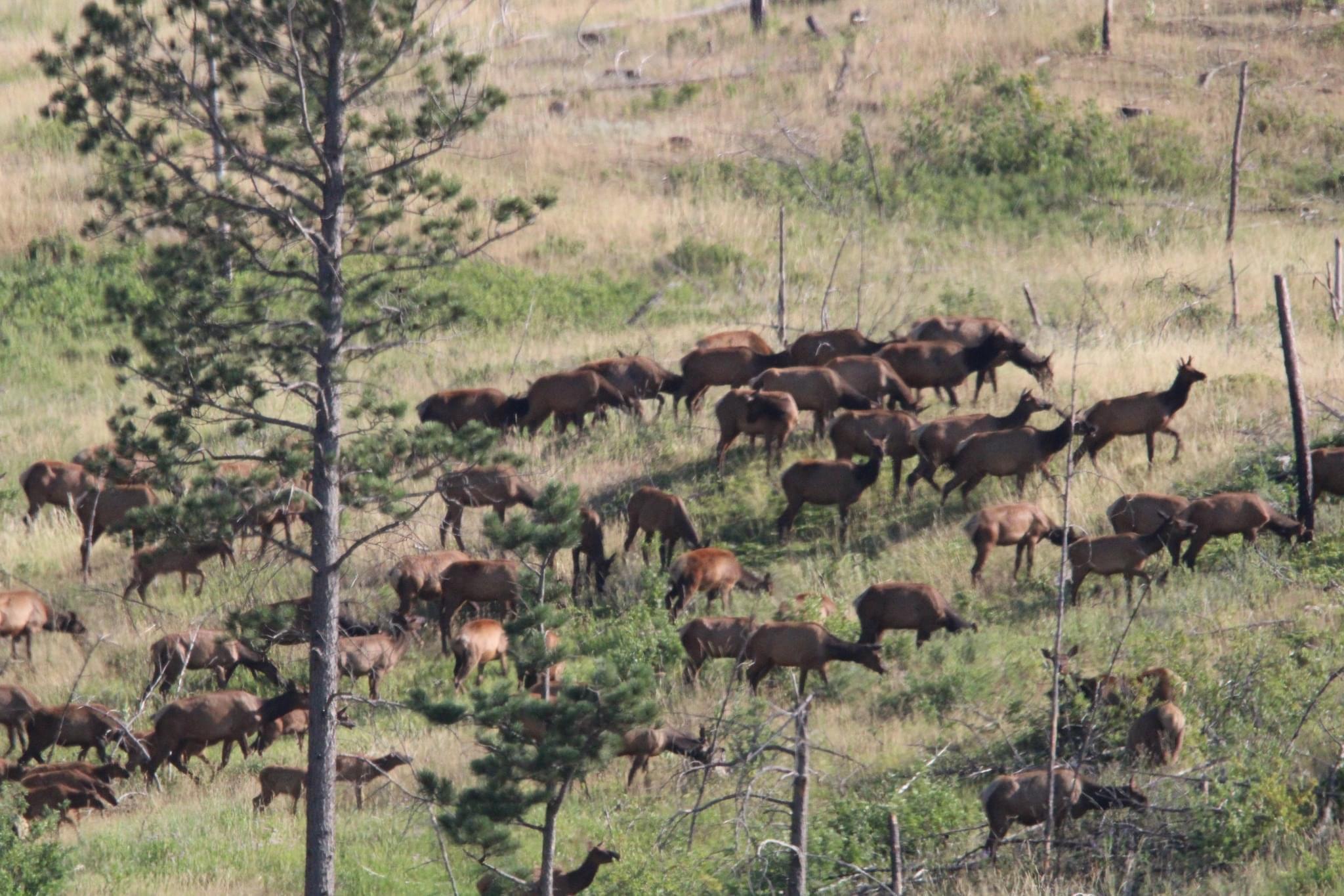Bison sparing and some elk.