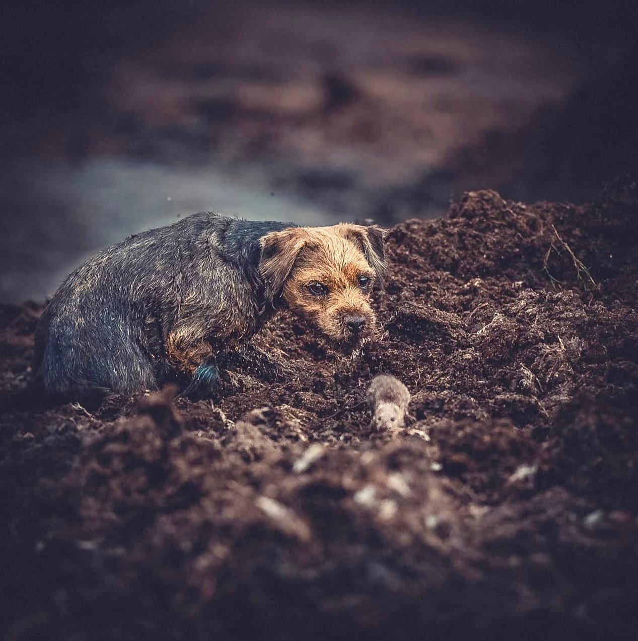 Border Terrier: The Rugged Little Hunter You Might Be Overlooking