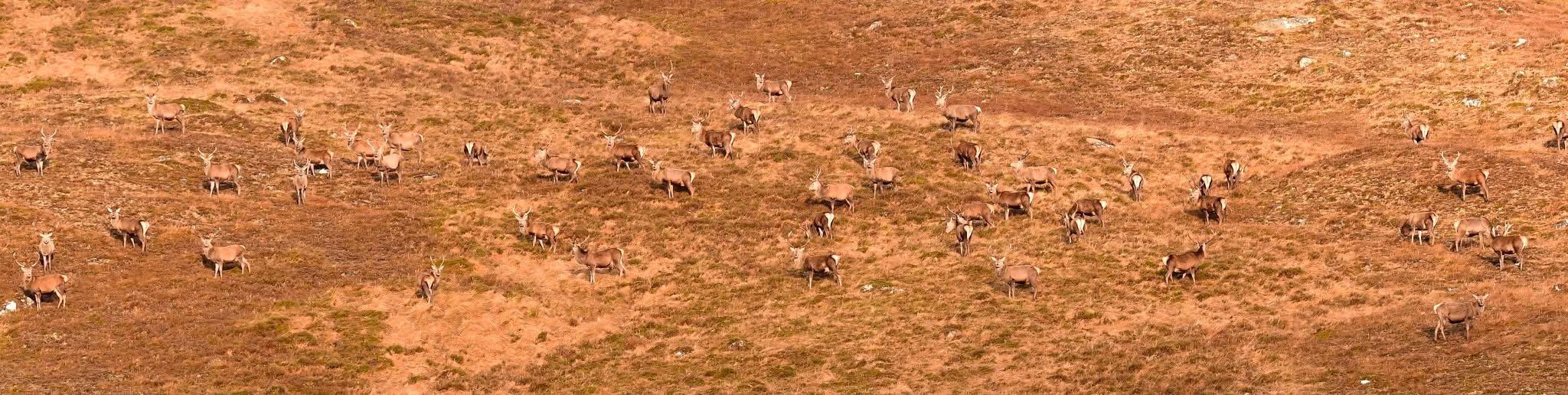 A wander up into the hills in search of Red stags .