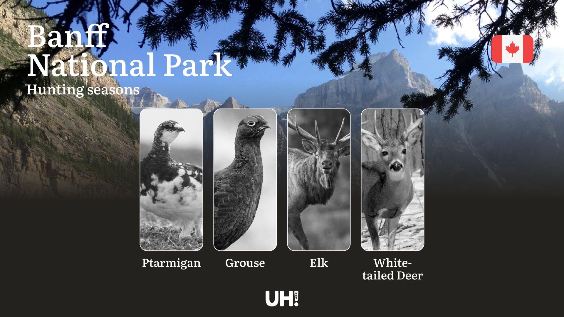Hunting Seasons in BANFF NATIONAL PARK: Season Dates, Permit Requirements and Essential Regulations 
