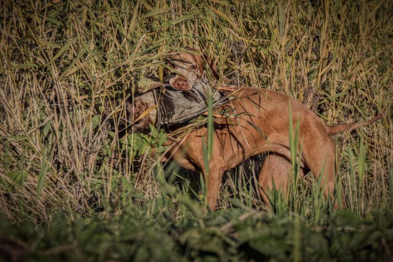 🐰🐕‍🦺🦆A rusty world in a rusty sun.😁🐾☀️