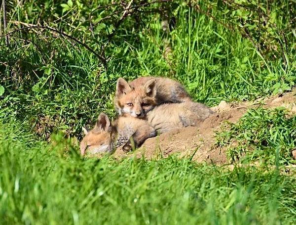 Quelques photos des loulous au soleil 🦊☀️💤