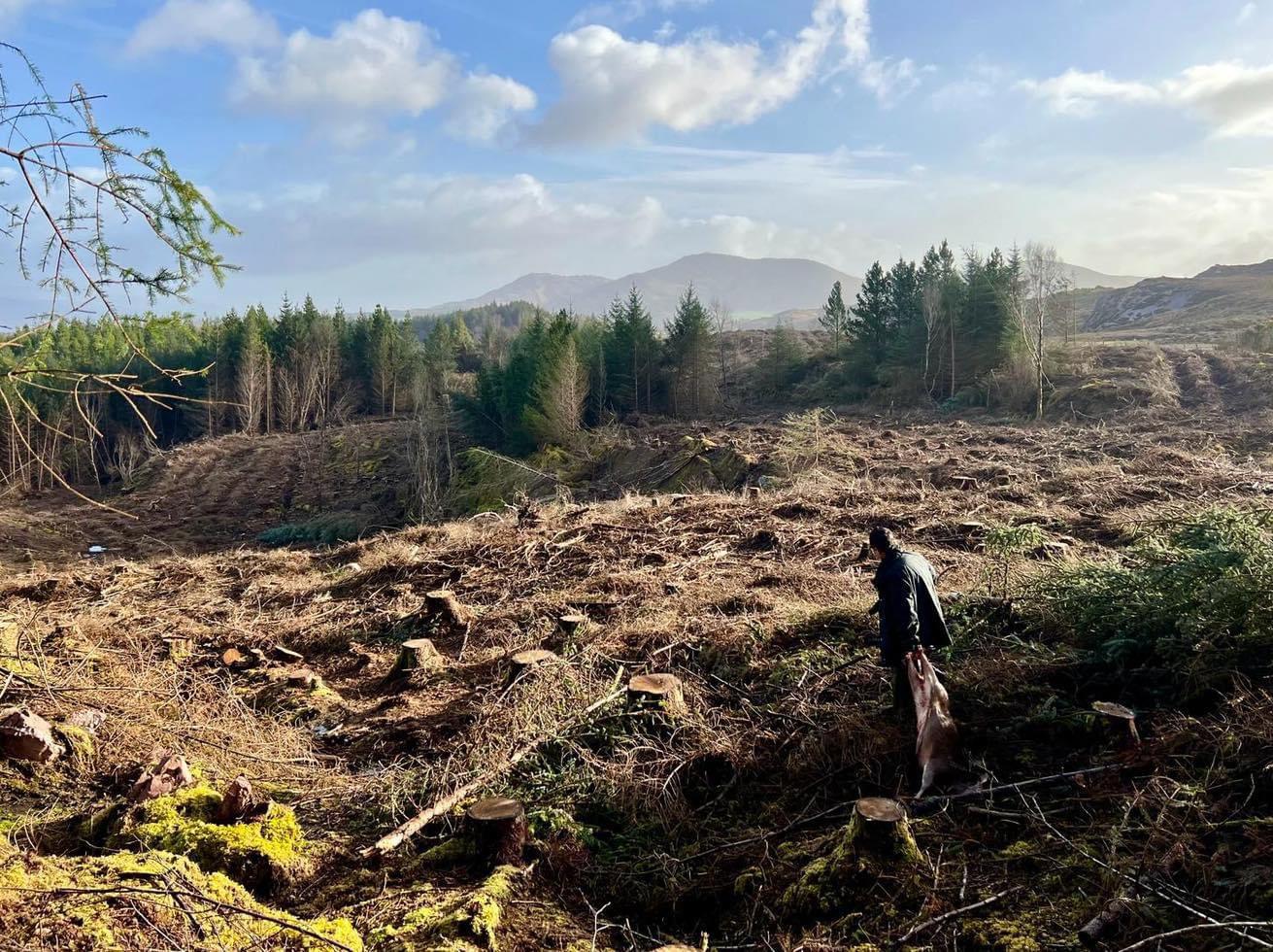 A week on the Killarney area of western Ireland, taking as many Sika females as possible before the end of the season,  as they are now, in the view of some, in far too high numbers.