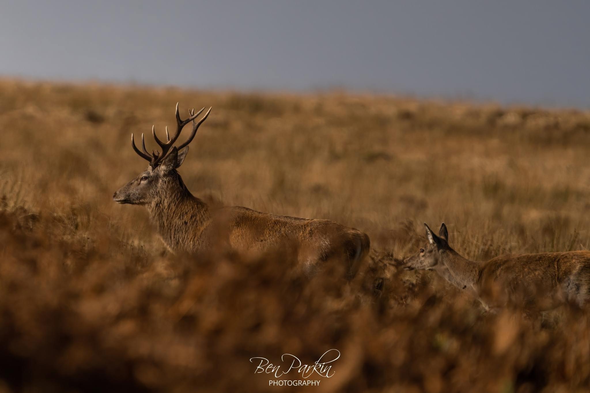 Stags, Ponies, Raptors – what an amazing day we’ve had!