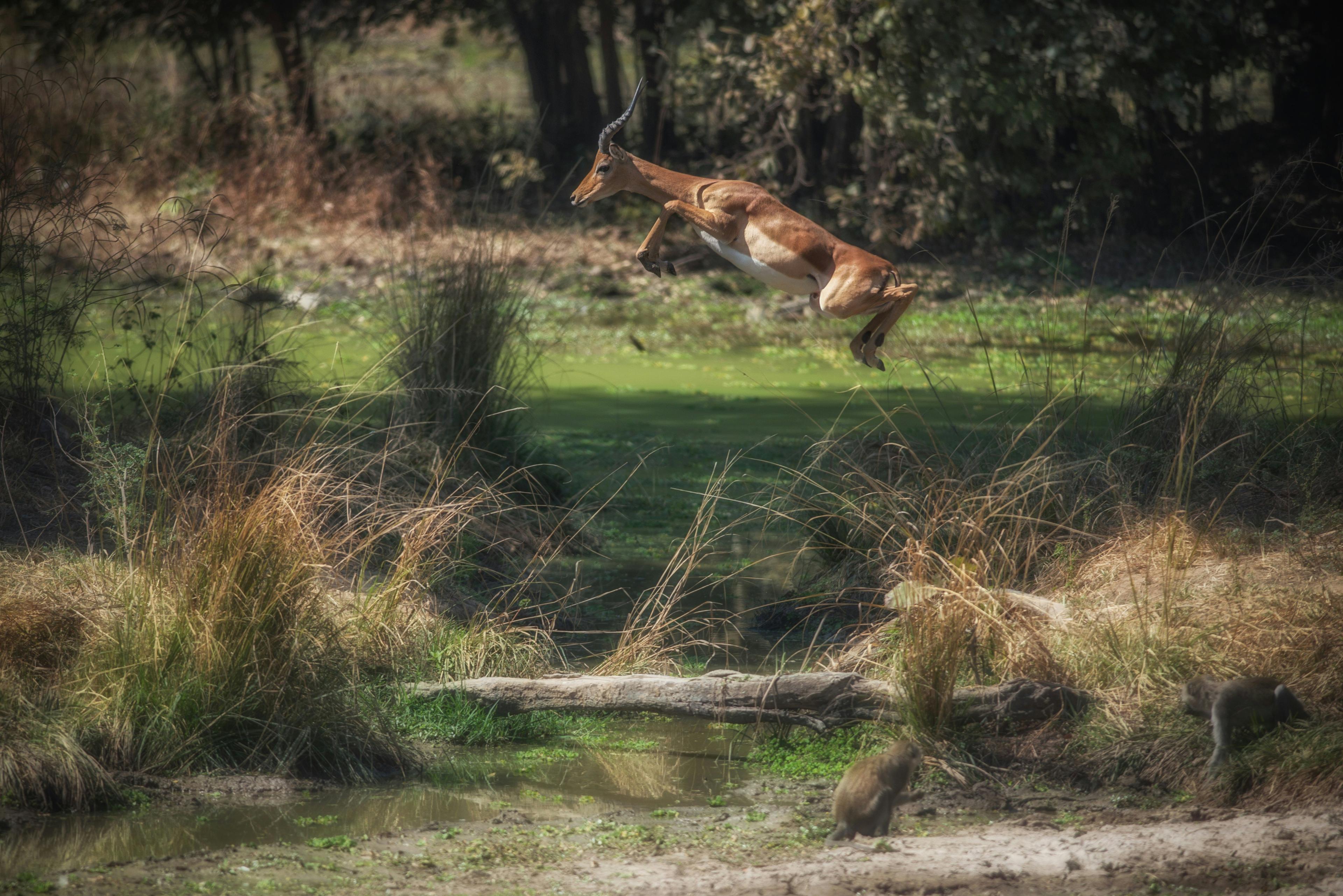 Hunting Associations, Statistics and Demographics of Hunters, Natural Riches of Southern Zambia: A Unique African Experience