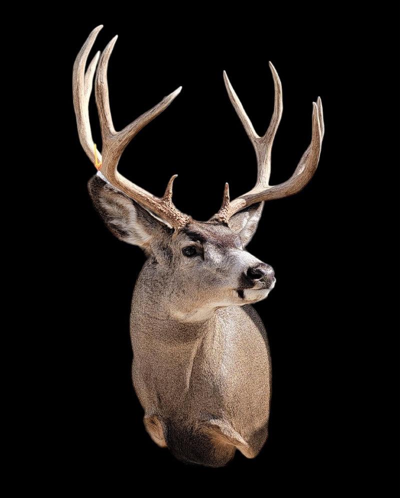 Couple nice bucks finished up this morning.