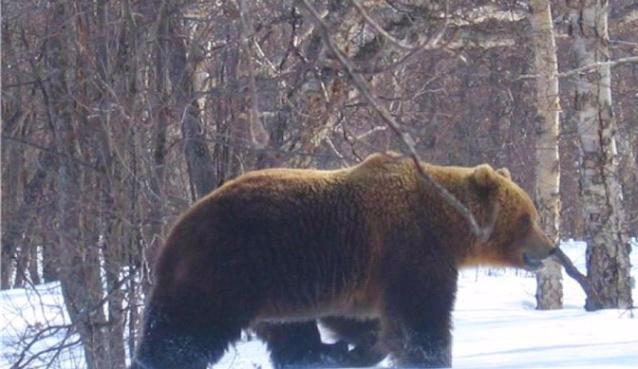 Bear hunting season opens in Kirov region