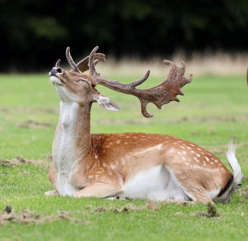 A Fallow Buck enjoying the sun in the Phoenix Park, Dublin