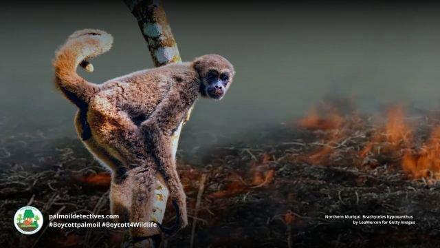 Northern Muriquis are critically #endangered by #hunting, #palmoil, #soy, #meat #deforestation in #Brazil.