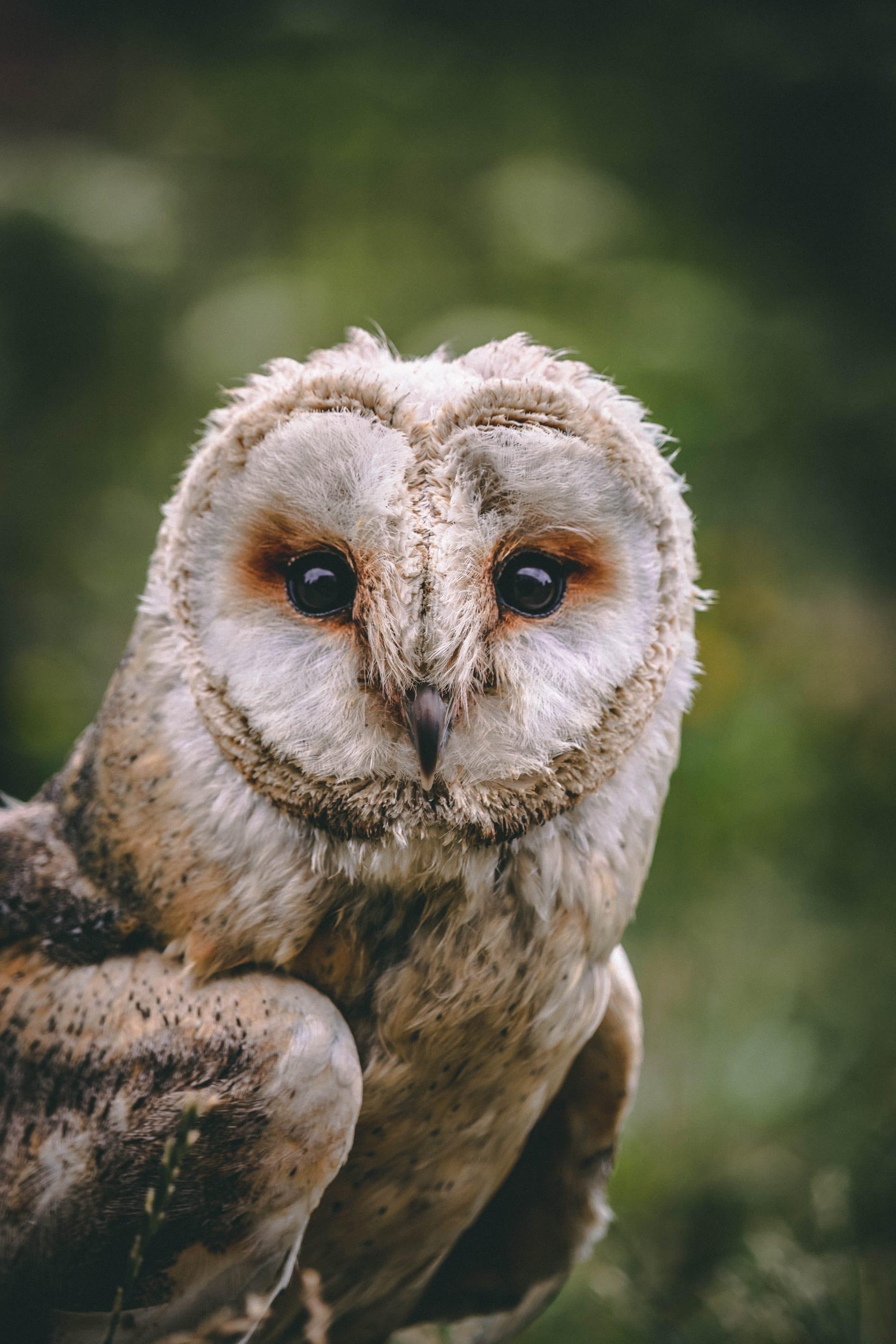 The Barn Owl is a nocturnal raptor measuring nearly 40 cm, with a wingspan of nearly a metre.