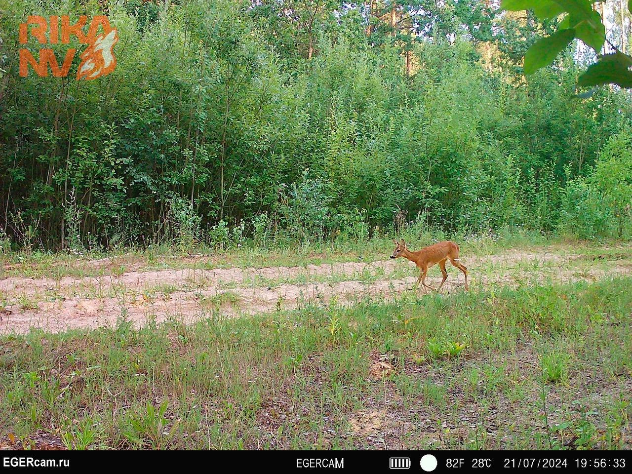 📸🐺Kako stoje stvari s kamerama na terenu?