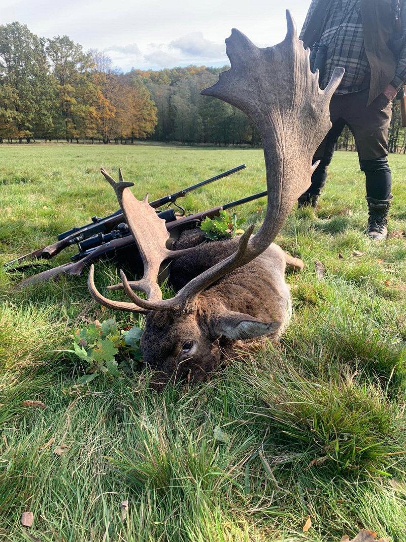A memory of the best time of the year - Red deer,Sika deer ,Fallow deer and Roebucks rut in Europe 🇭🇺🇨🇿🇸🇰, when I was hunting with clients.🌲🦌📯