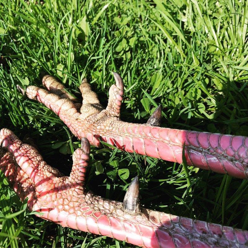 Deep in the forests in the fall, hunting enthusiasts chase a precious treasure - the turkey.