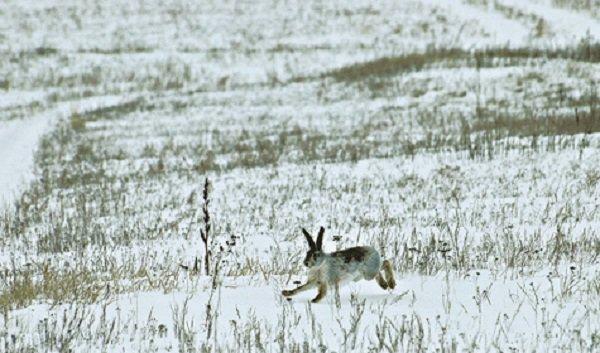 Один из самых интересных способов охоты на зайца-русака — это тропление, когда в начале зимы выпадет снег и зайцы залегли на дневку в какой-нибудь ямке на поле, в укрытии за кустиками травы мордой на ветер.