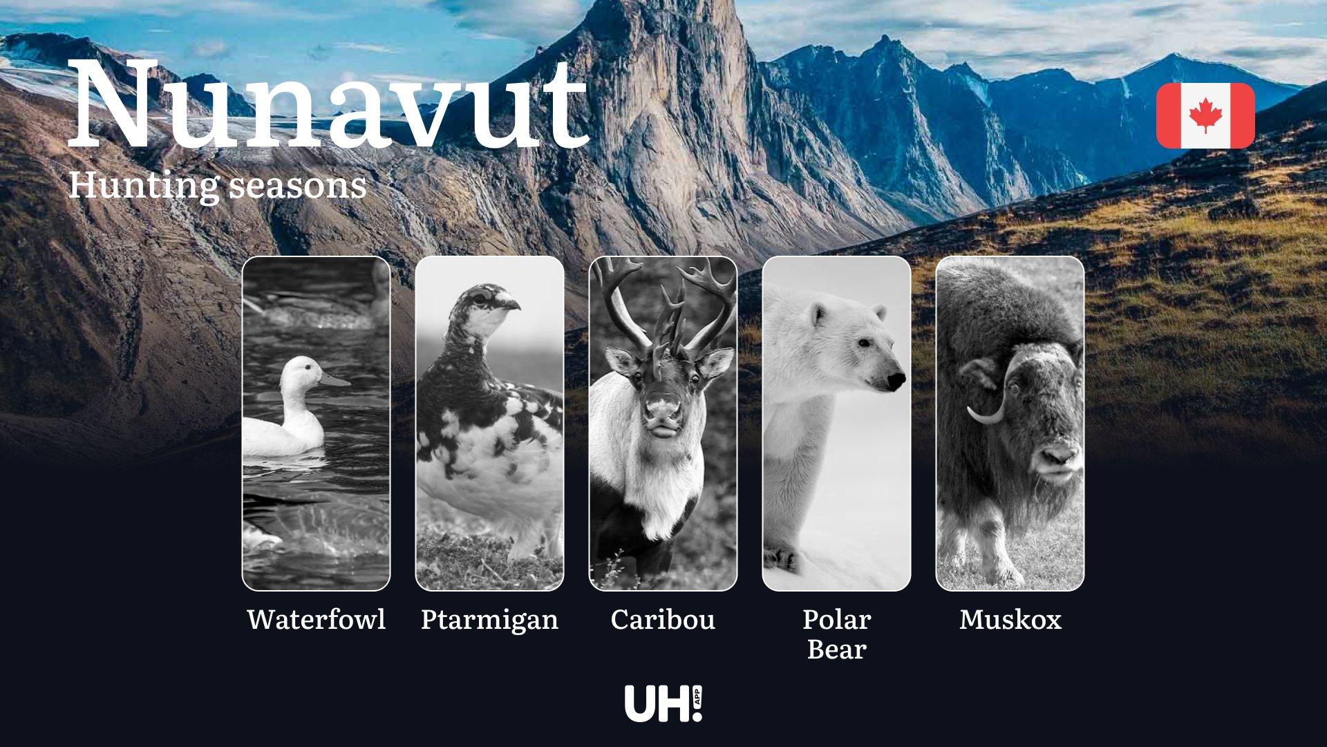 Hunting Seasons in NUNAVUT: Main Hunting Periods, Modern Regulations & Required Documents