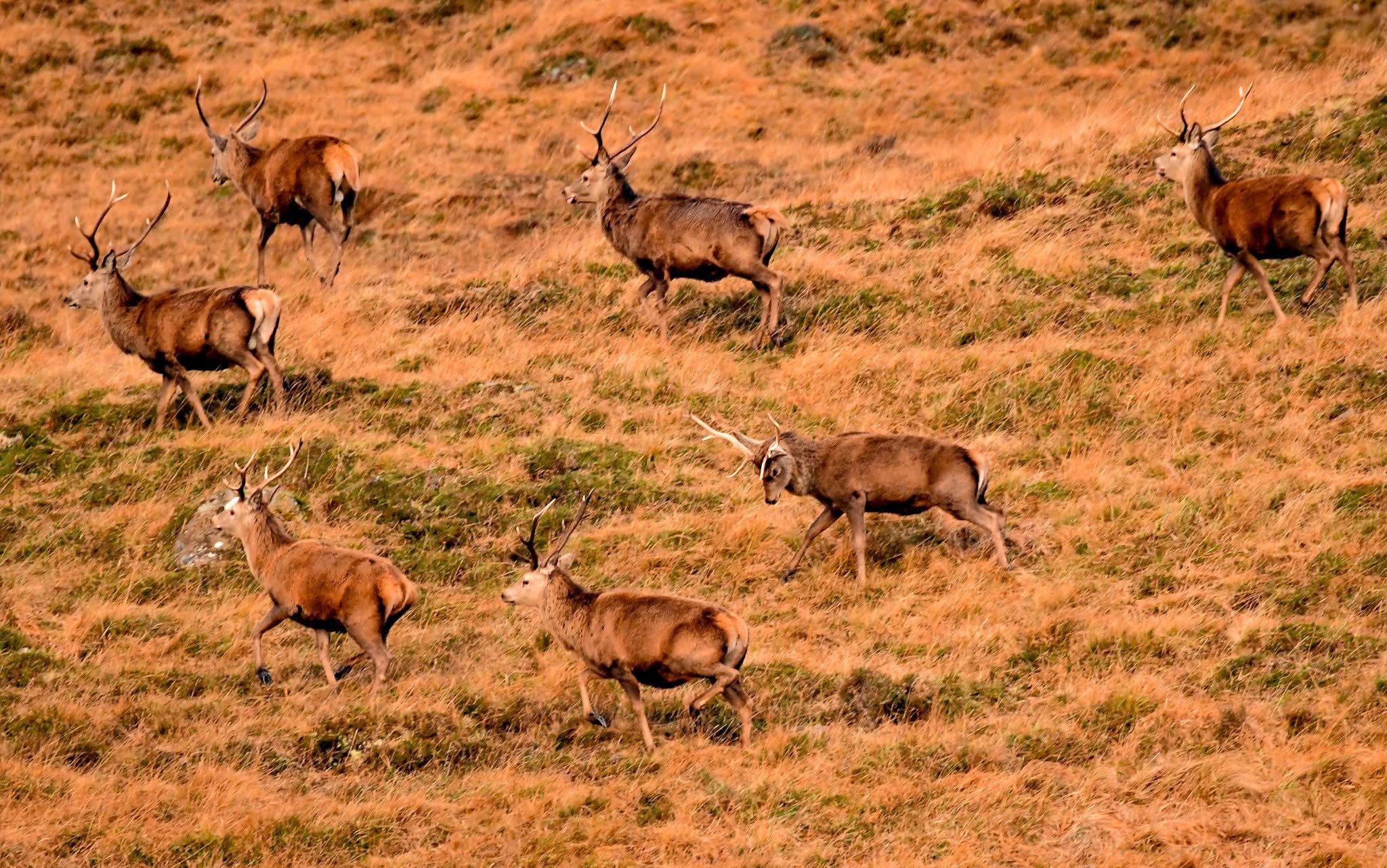 I live in the Scottish highlands and have a passion for stalking red deer  to get as close as possible to capture them in their natural habitat .