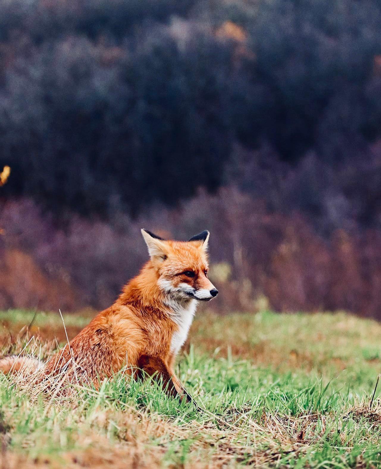 ЛИСИЦА: описание, охота на лису, повадки, методы, оружие, трофей, лицензия — полное руководство для охотников