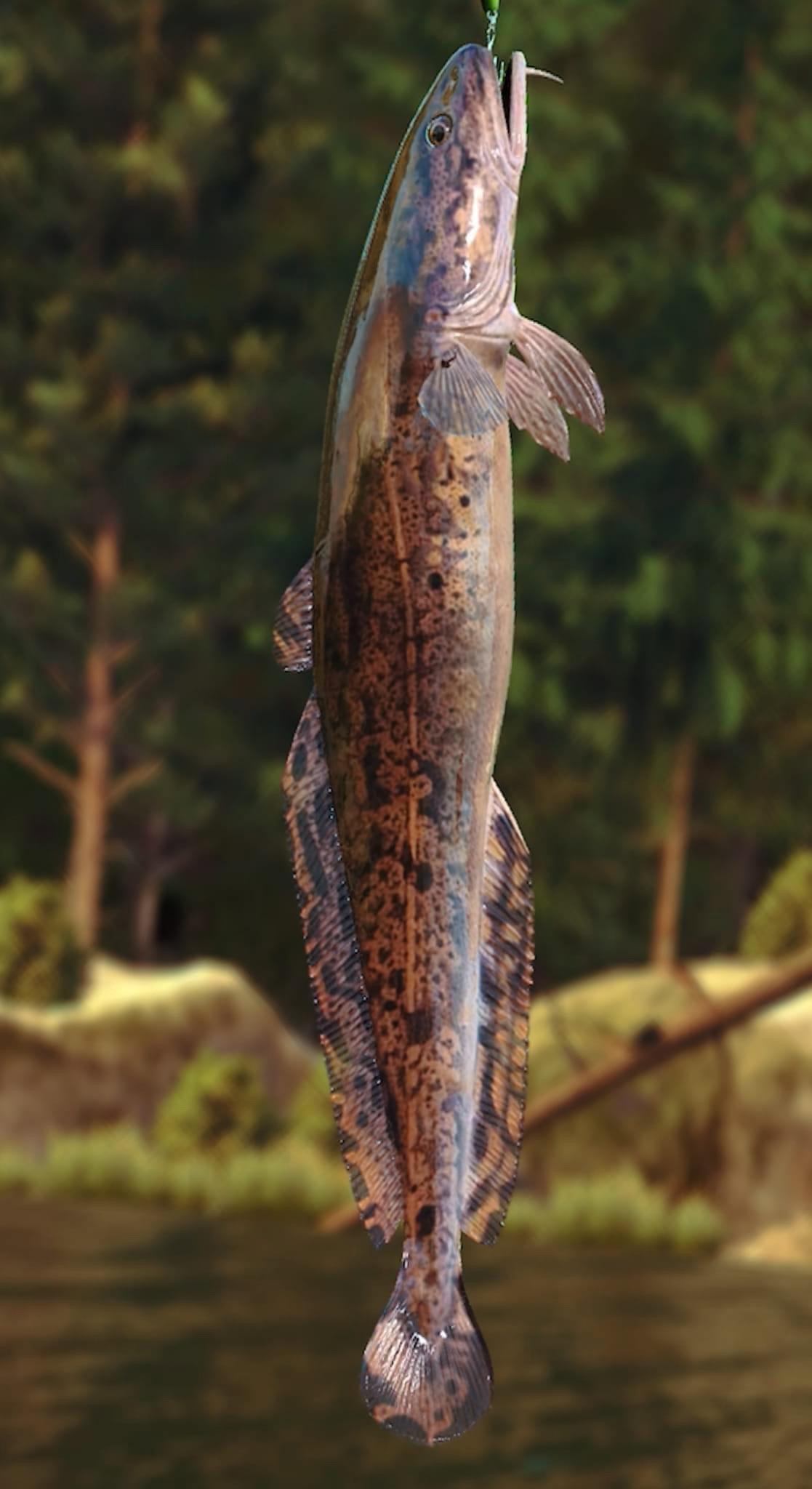 Burbot