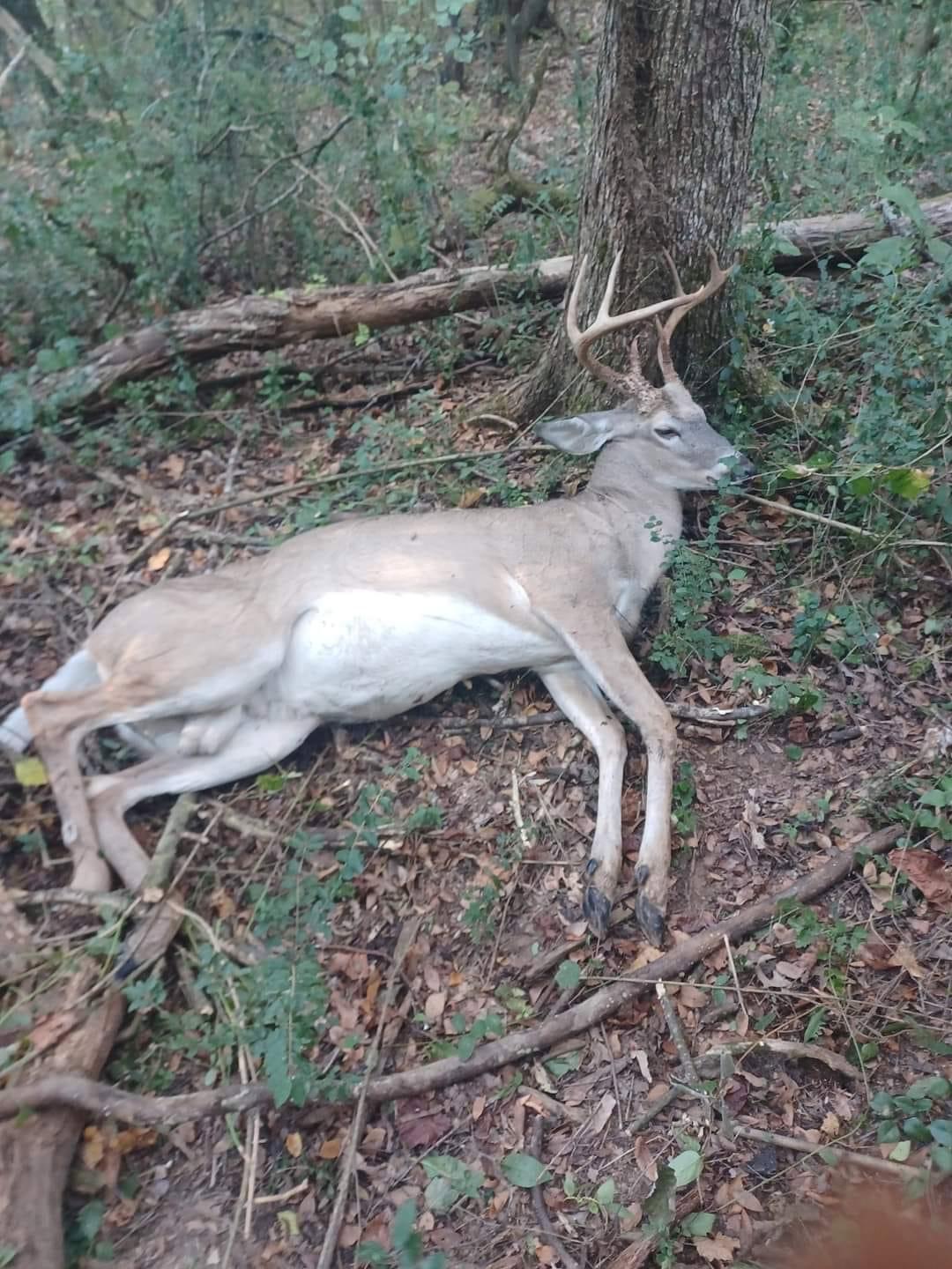My biggest bow buck to date west Tennessee so pumped.