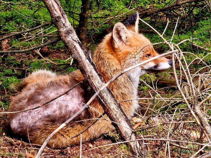 Fuchs mit Räude / Renard avec gale 😮‍💨