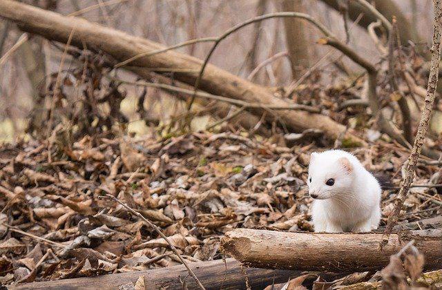 Красная книга Москвы: какие редкие виды животных обитают в Западном округе.