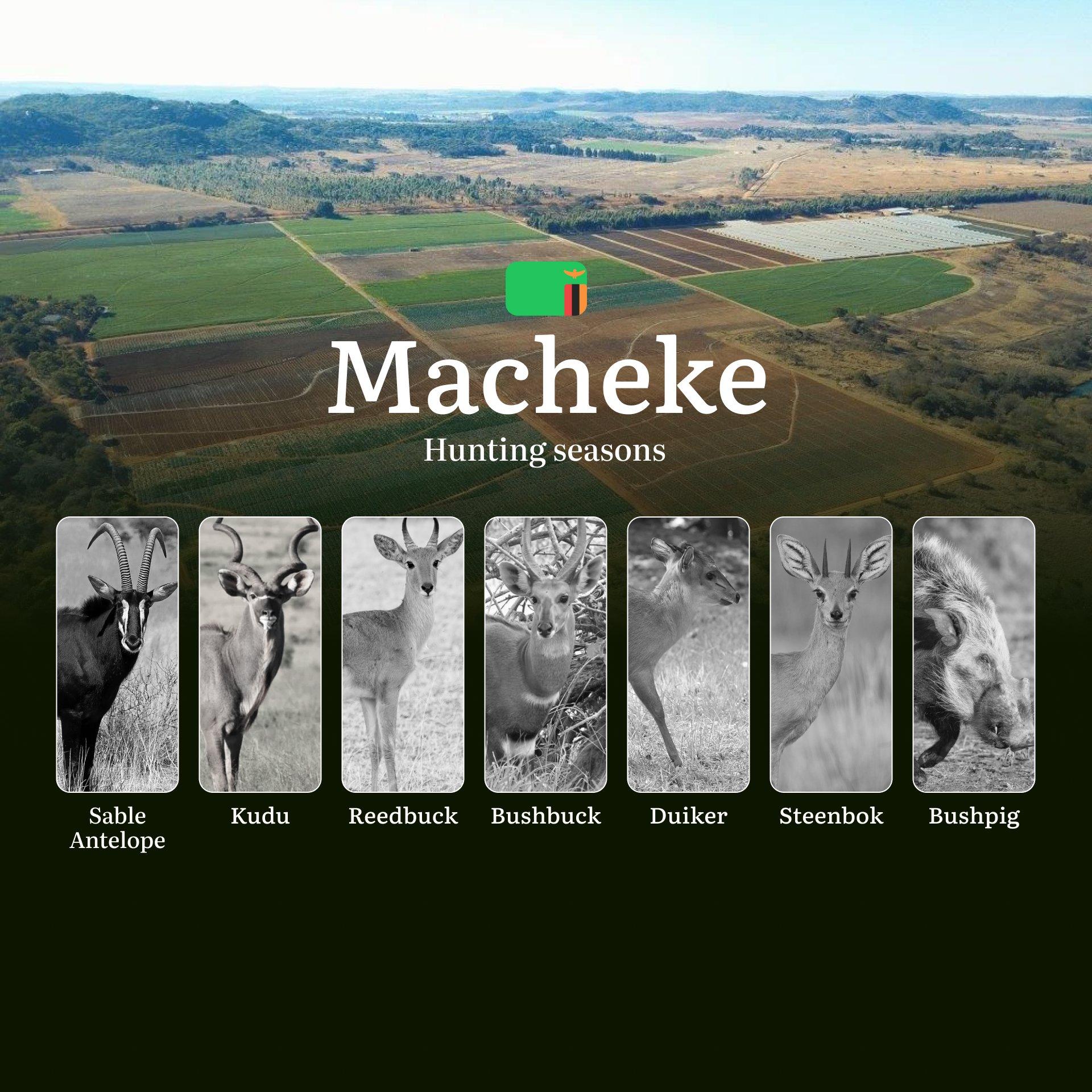 Exclusive Hunting Calendar and Events in Macheke: Where Conservation Meets the Thrill of the Chase