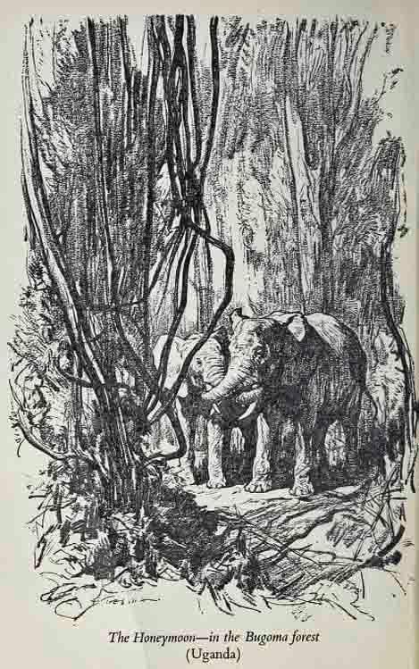 Elephants in Africa by Frank Melland.