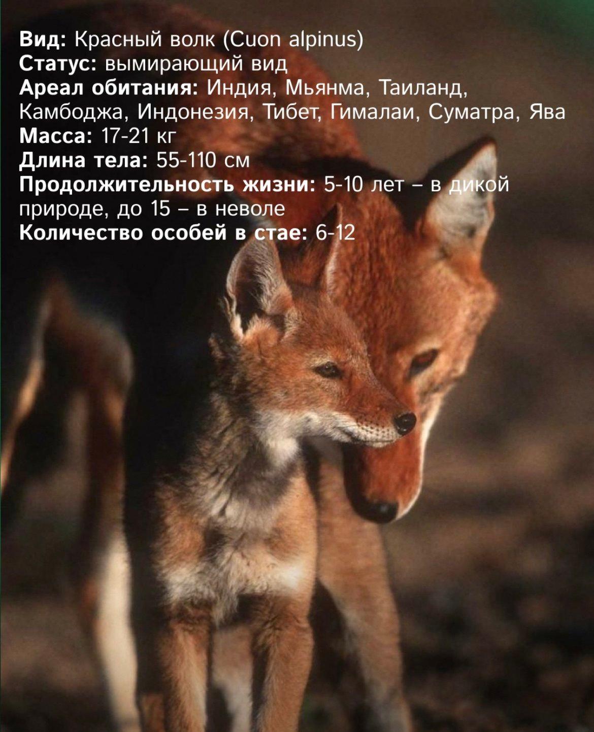 Красный волк - наиболее редкий вид волков, занесенный в Международную Красную